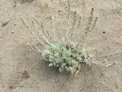 coastal sagewort thumbnail 1