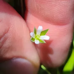 Upright Chickweed thumbnail 2