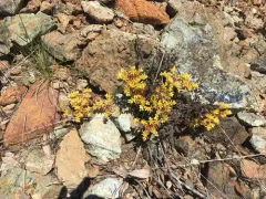 Blue Creek Stonecrop thumbnail 2