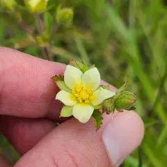 sticky cinquefoil thumbnail 3
