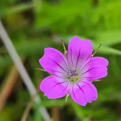 Long-stalked Crane's-bill thumbnail 2