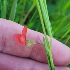 Grass Pea thumbnail 2