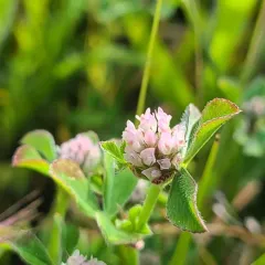 Knotted clover thumbnail 2