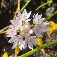 narrowleaf onion thumbnail 1