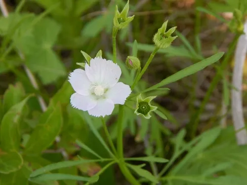light poppymallow