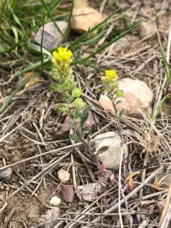 Alyssum turkestanicum thumbnail 2