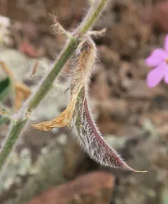 shaggy milkvetch thumbnail 2