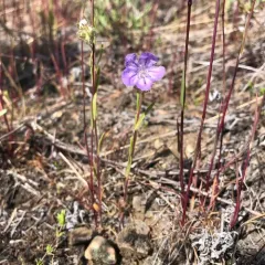 Linearleaf Phacelia thumbnail 3