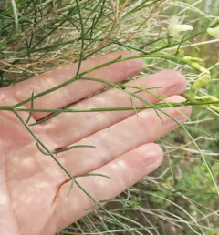 Cusick's Milkvetch thumbnail 4
