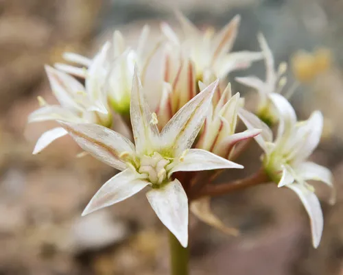 Nevada Onion