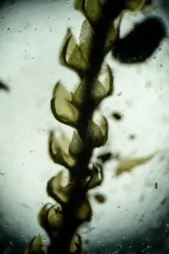Four-fingered Pawwort thumbnail 4