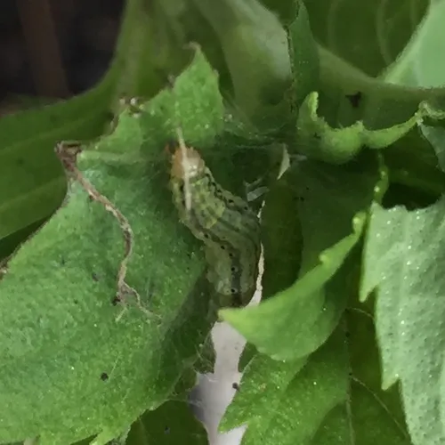 Orange Mint Moth