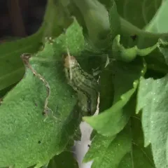 Orange Mint Moth thumbnail 1