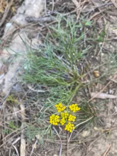 Whiskbroom Parsley thumbnail 4