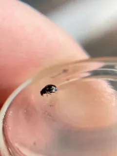 Hyperaspis troglodytes thumbnail 1