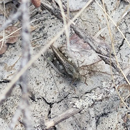 Speckle-winged Rangeland Grasshopper