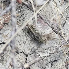 Speckle-winged Rangeland Grasshopper thumbnail 1