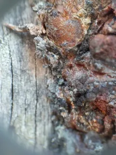 Sarea difformis thumbnail 2