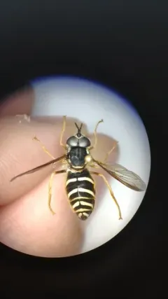 Blackshield Meadow Fly thumbnail 3