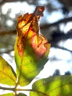 Blackberry Leafminer Moth thumbnail 4