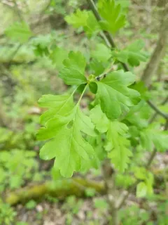 parsley hawthorn thumbnail 3