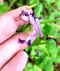 Incised Fumewort thumbnail 3