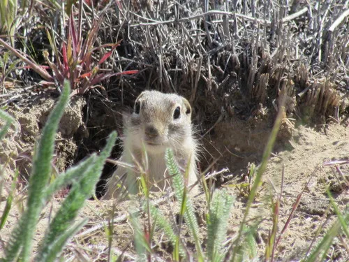 Washington Ground Squirrel