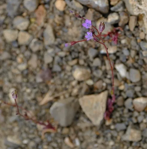 shy gilia