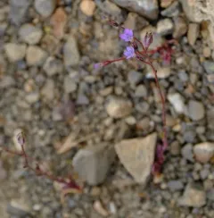 shy gilia thumbnail 1