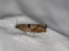 Pseudexentera sepia thumbnail 2