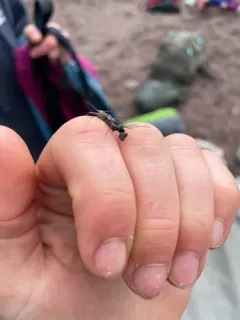 Holarctic Springfly thumbnail 2