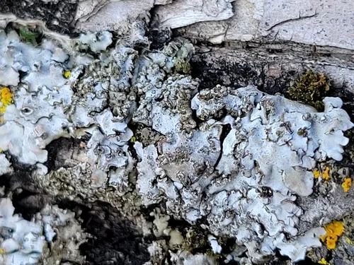 Grey Frost Lichen