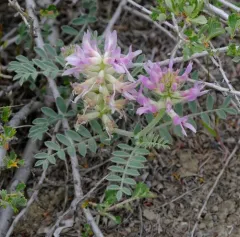 Columbia Milkvetch thumbnail 4