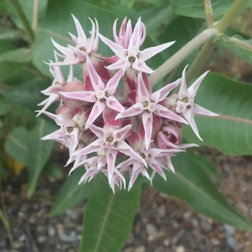 showy milkweed
