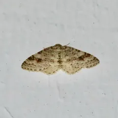 Pearsall's Carpet Moth thumbnail 3