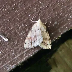 Northern Thallophaga thumbnail 2