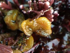 northern fluted bryozoan thumbnail 4