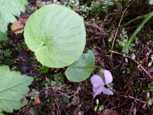 dwarf marsh violet