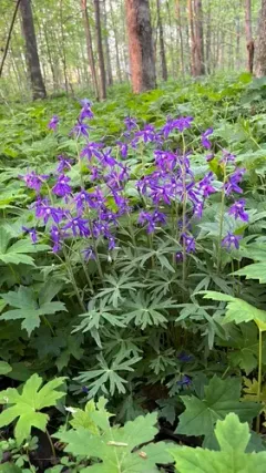 dwarf larkspur thumbnail 2