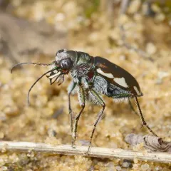 Festive Tiger Beetle thumbnail 3