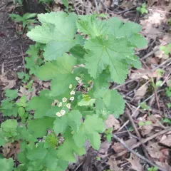 Red Currant thumbnail 4