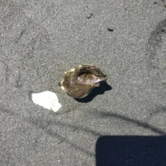 Grainy Hermit Crab thumbnail 3