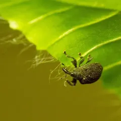 Yellow Poplar Weevil thumbnail 2