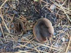 Plicaria endocarpoides thumbnail 2