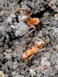 Formica subintegra thumbnail 3
