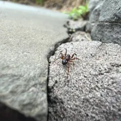 Two-spotted Cobweb Spider thumbnail 4