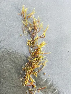 Ahnfeltia fastigiata thumbnail 4