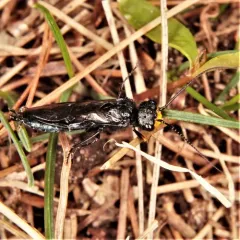 Pine False Webworm thumbnail 2