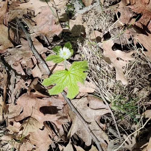 Goldenseal