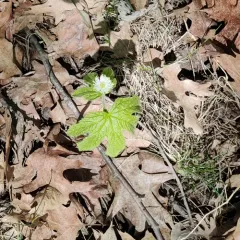 Goldenseal thumbnail 1